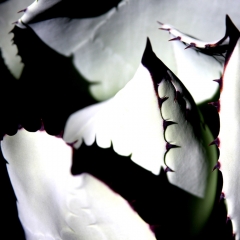 Claws