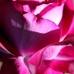 Red Petals