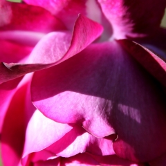 Red Petals Curling