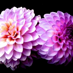 Duo
