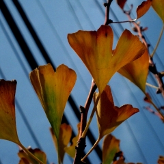 Fan Leaves 2