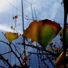 Fan Leaves