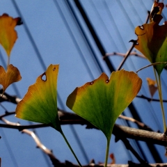 Fan Leaves 1