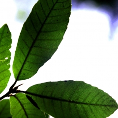 Five Green Leaf