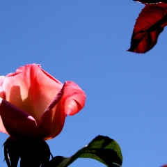 Flower and Leaves in Corner