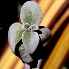 Fuzzy
