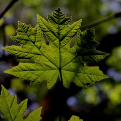 Green Leaf