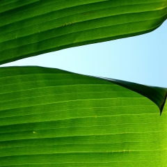 Green Leaf Curtain