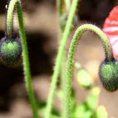 Stems Bowing