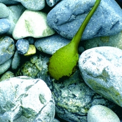 Green Thing