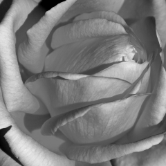 Grey Petals