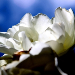 White Petals