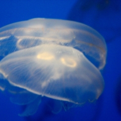 Jellyfish