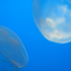 Jellyfish 2
