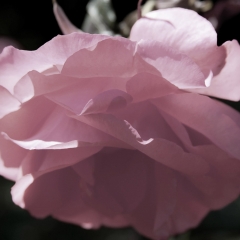 Desaturate