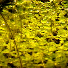 Lily Pads