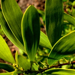 Long Green Leaves