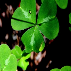 More Clovers