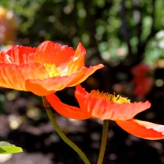 Orange Profile