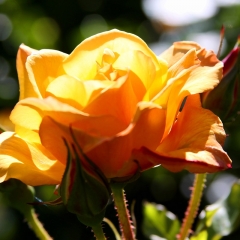 Orange and Green