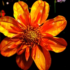 Orange and Red