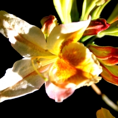 Orange Blush