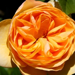 Orange Folds