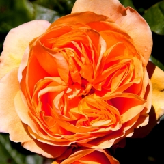 Orange Folds
