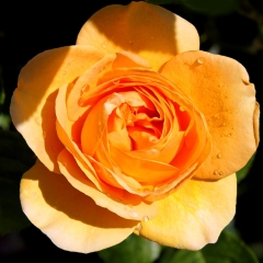 Orange With Drops