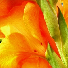 Orange Yellow Green