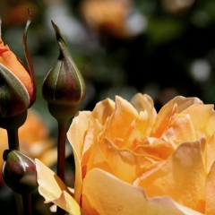 Peach and Buds
