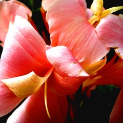 Peach Curls