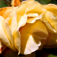 Peachy Petals