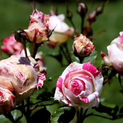 Peppermint Flowers