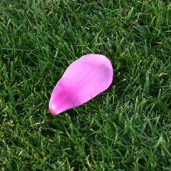 Petal