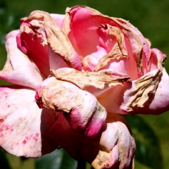Pink and Brown