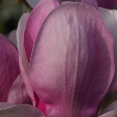 Pink Fade