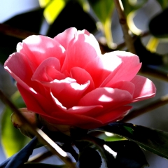 Pink Fluff