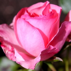 Pink Rose