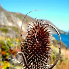 Prickly