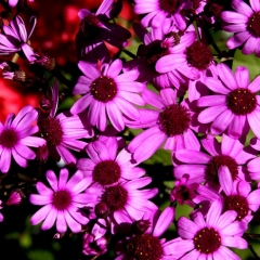 Purple Daisies