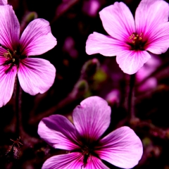 Purple Dark