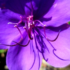 Purple Flower