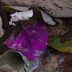 Purple on The Ground