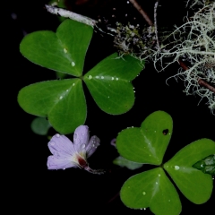 Clover and Purple Flower