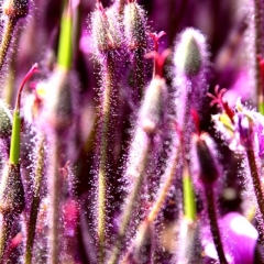 Purple Fuzzy