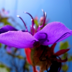 Purple Wide