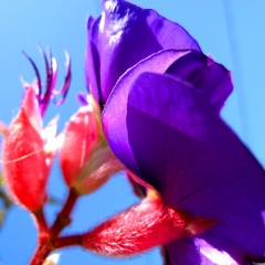 Red and Purple
