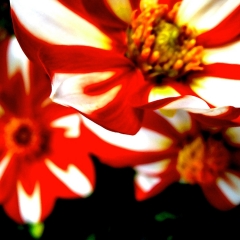 Red and White