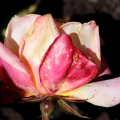 Red Apple Flower